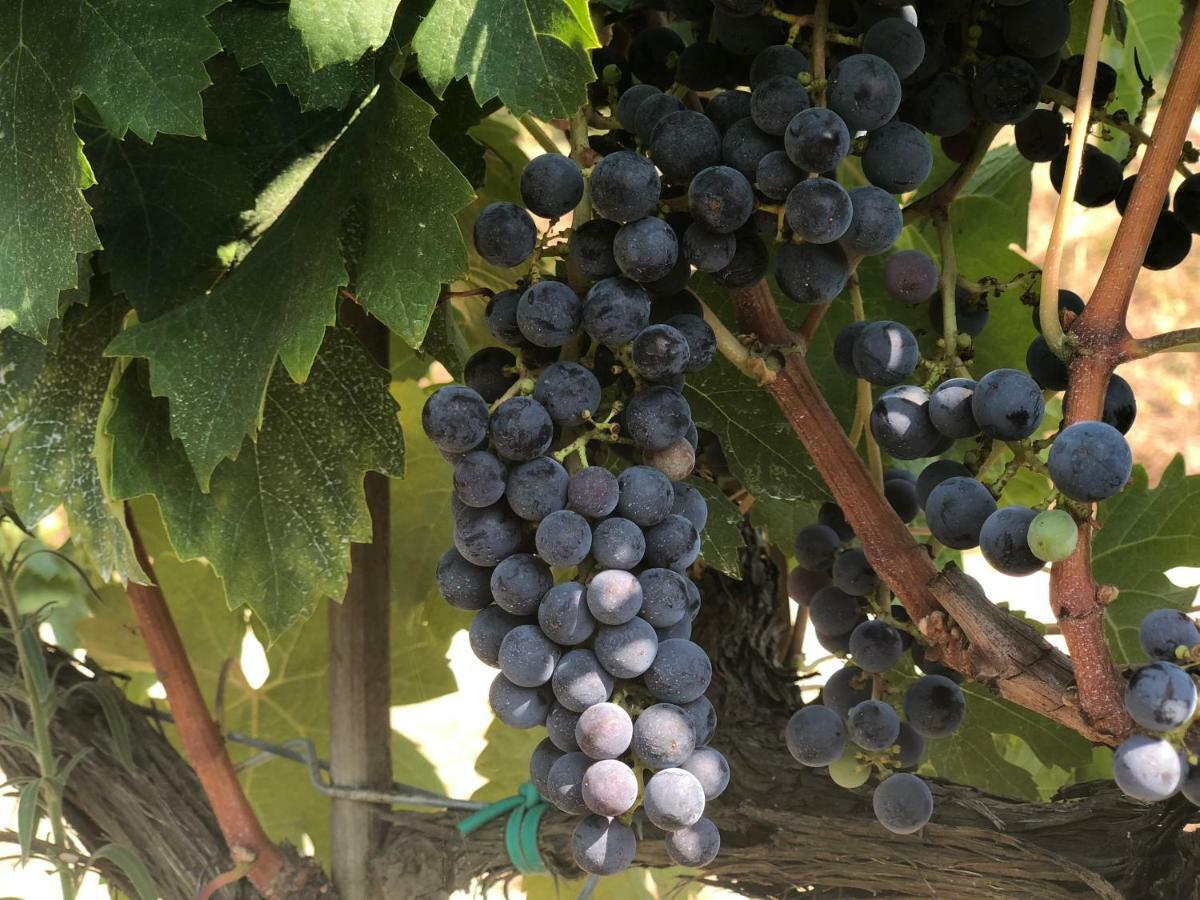 Agriturismo Pieve De Pitti Terricciola Luaran gambar