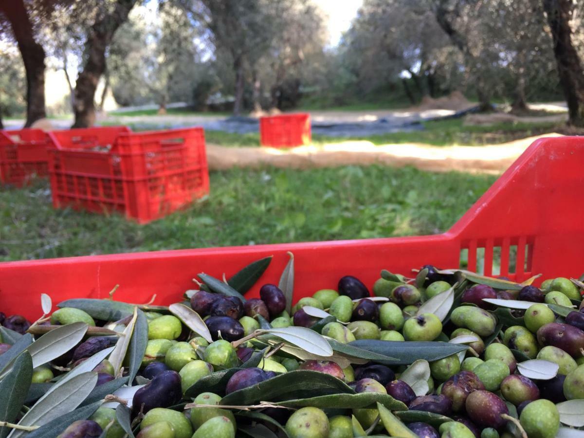 Agriturismo Pieve De Pitti Terricciola Luaran gambar
