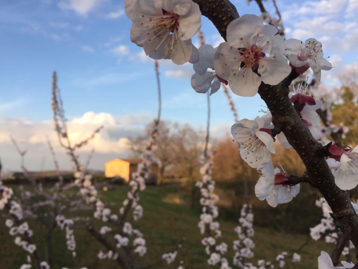Agriturismo Pieve De Pitti Terricciola Luaran gambar